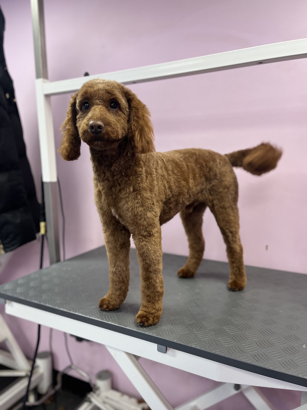 Dog Grooming by Shannon salon in Middleton