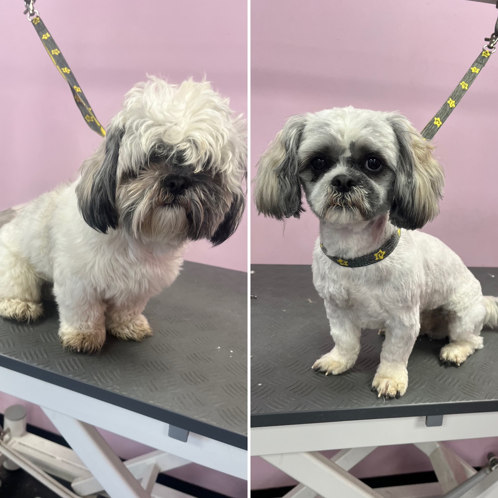 Freshly groomed dog at the Middleton salon