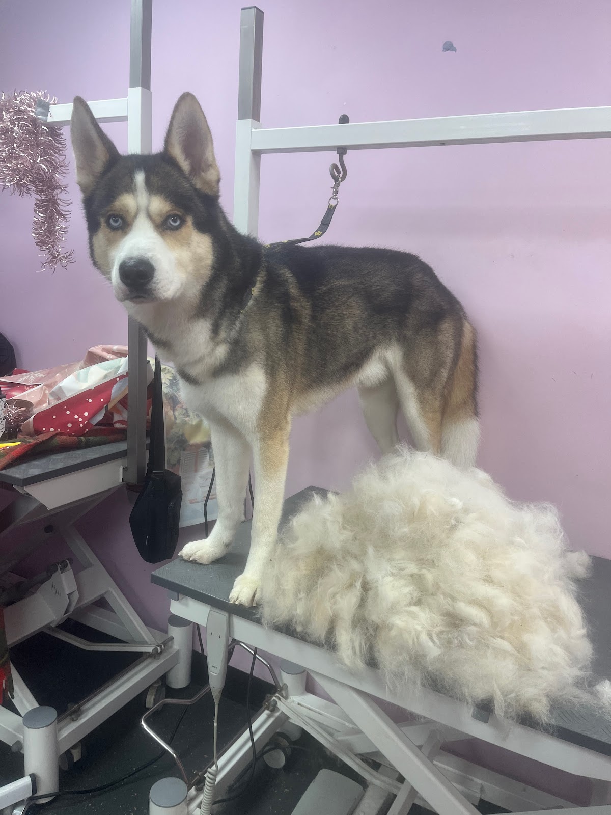 Inside the grooming salon on Haslam Street