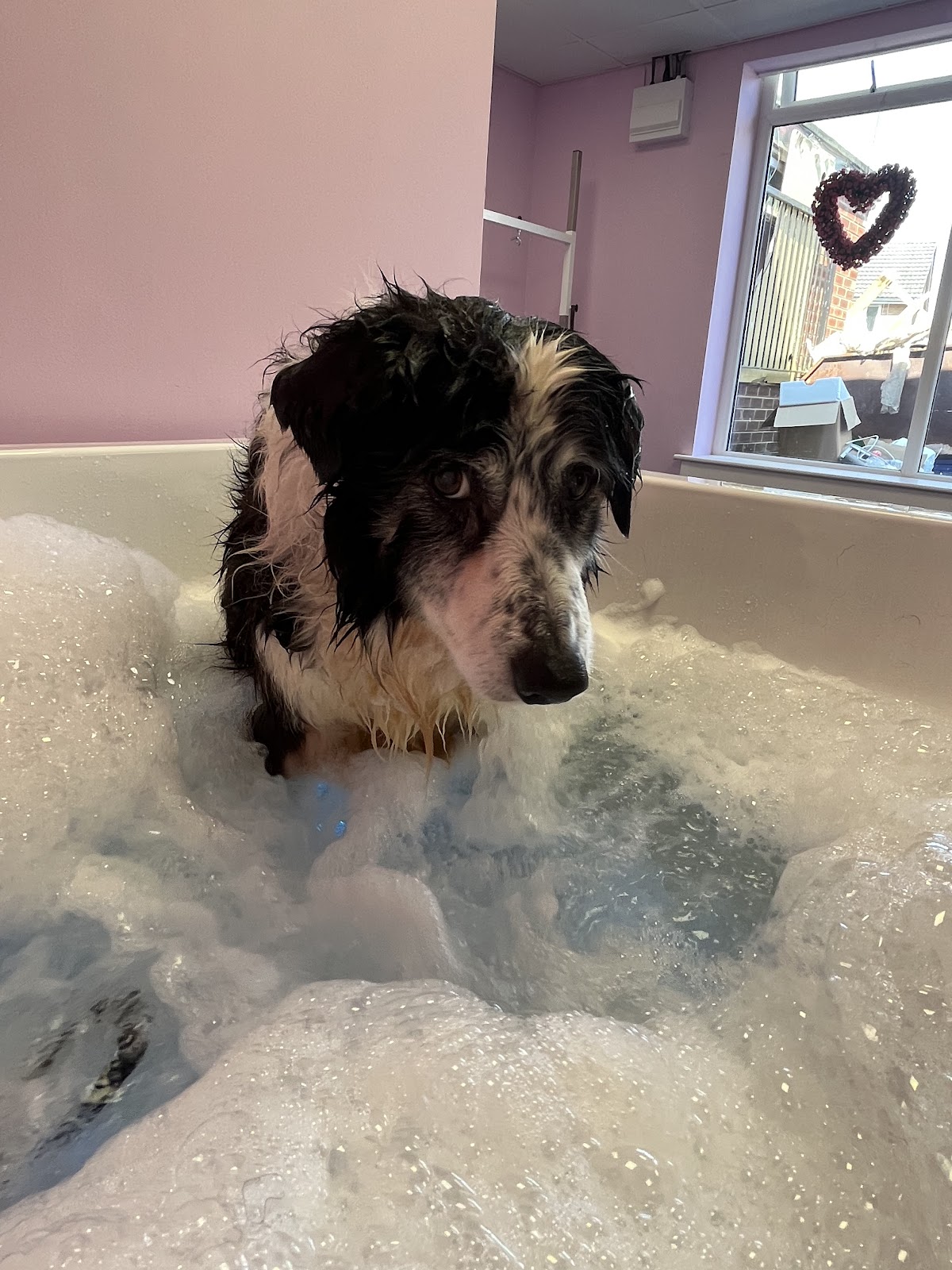 Happy pup after a groom in Middleton, M24