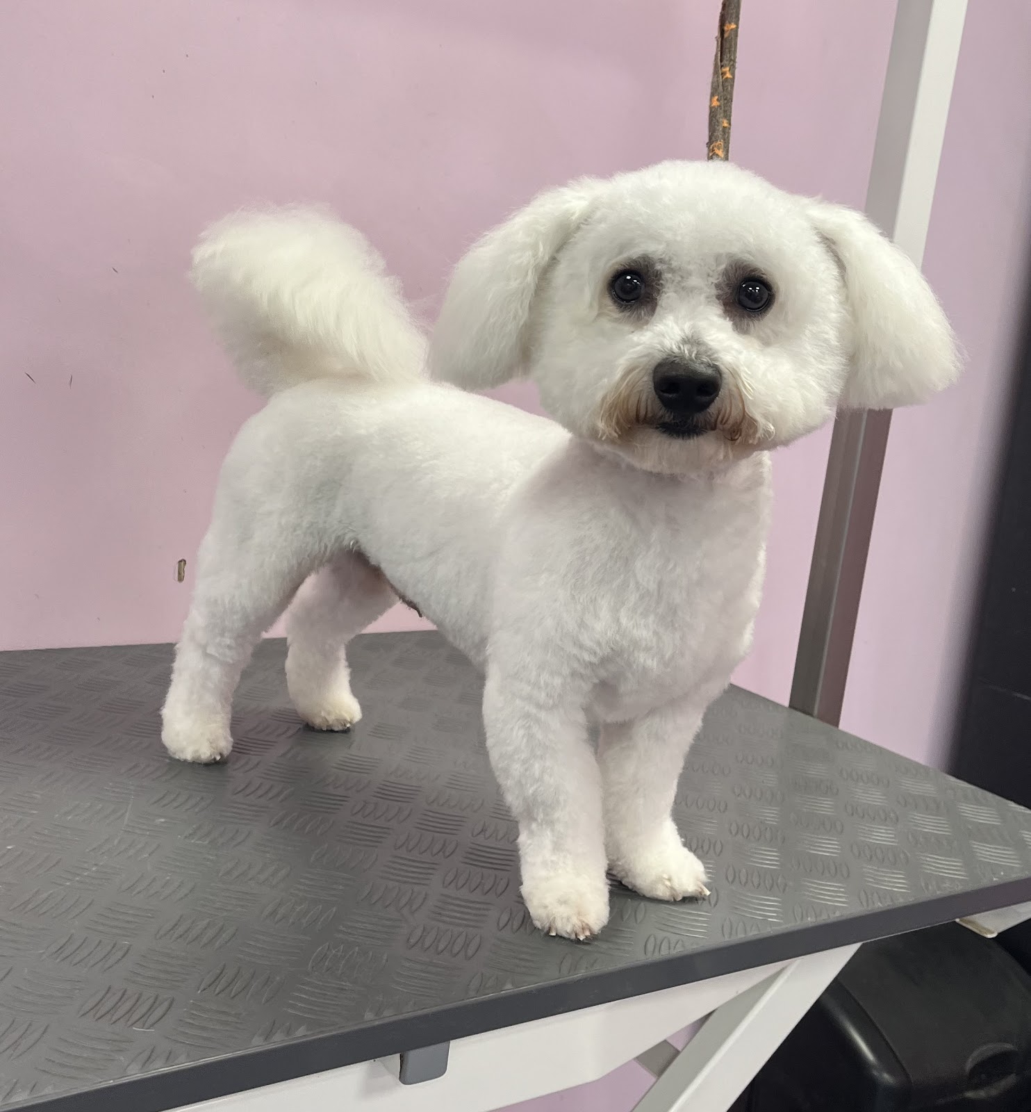 Shannon's grooming station in Middleton
